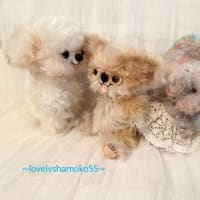 ピッピちゃん＆とっとちゃん…ｵﾐｵｸﾘｼﾞｭﾝﾋﾞﾁｭｳ~