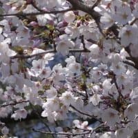 今日の一目千本桜と手代木沼