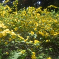 小石川植物園　一面に咲くやまぶきの花　　　　21