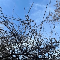 オサンポ walk - 植物plant : 藤の花の蕾 Buds of Japanese wisteria