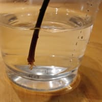 パキラ　７日目