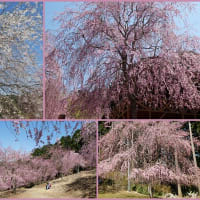 天空に咲く千本のしだれ桜とチューリップとネモフィラの絨毯