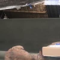 我が家の猫カースト