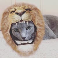 愛しのコっちま。