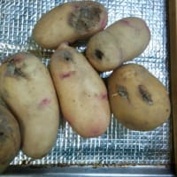 一杯獲れるハルカを収穫です