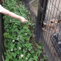 井の頭自然文化園