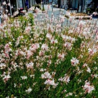 綺麗だと思った花