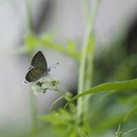 小さな花に小さな蝶（フウセンカズラ&シジミチョウ）&ゆらゆらノウゼンカズラ