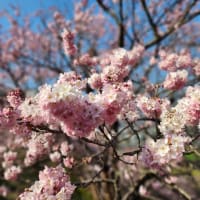南足柄市の桜