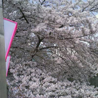 目黒川と桜