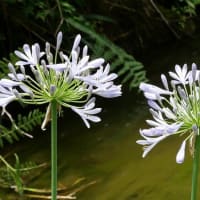 長居植物園の“ヘメロカリスの花”たち！