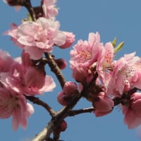 2024年3月 花は咲く / 春ソング