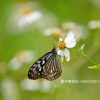 奄美大島のチョウ