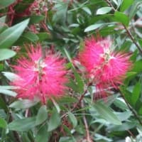 あじさいの花は 嫌い（相模原北公園2025）