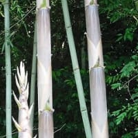今が旬の淡竹とこれからの真竹