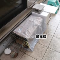 ポンタの捕獲記念日☆