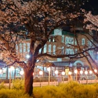 深谷駅南口　夜桜をみてきました