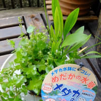 ビオトープ作りの準備～♪（＾ー＾A。。。