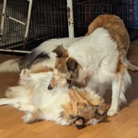 ピコとワカメ