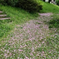 利根運河桜開花情報２０２４・４・２３　八重桜散っています