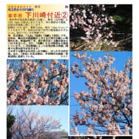 花巡り「梅－349」　　幸手市　下川崎付近②