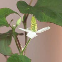蕺（ドクダミ）