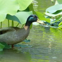 はす池の水鳥