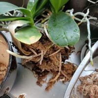 京都府立植物園　温室　サイコトリア・ペピギアナの絵