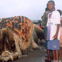 巨大生物死骸が漂着 ギニア