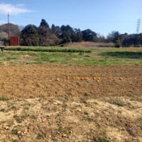2025年3月9日　春菊をカーサポートミライさんへ出荷しました。