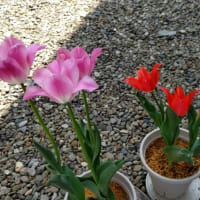 チューリップ、午前と午後の形　＆　芝刈りスタート