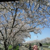 チューリップ畑と桜並木
