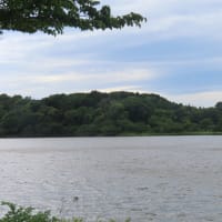 袖ケ浦公園でスイレン、ついでに散歩。
