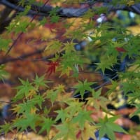 美しい紅葉を求めて 奈良 明日香村を散策