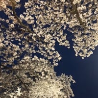 お花見らしきこと