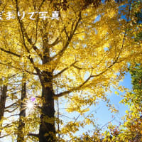 紅葉、黄葉　あ～～高揚