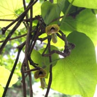 植物観察）箱根