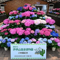 手柄山温室植物園（姫路市）西洋アジサイ展