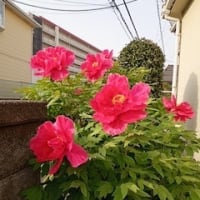 牡丹の花が満開♪