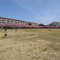 やっと咲いた河津桜