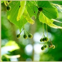 菩提樹の実