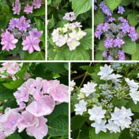 アジサイ（紫陽花）