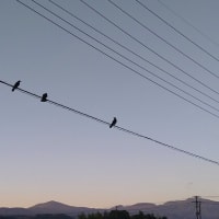 ４羽のカラスの空