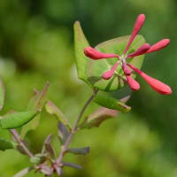 鉢植えの「ツキヌキニンドウ」