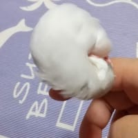 シルバー文鳥うずまきしーちゃん