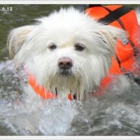 ランタナの季節★正ちゃんの水泳特訓★フクシアは暑さ対策を