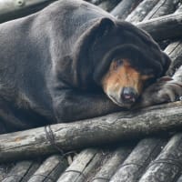 マレーグマのキョウコさん　午後から定位置