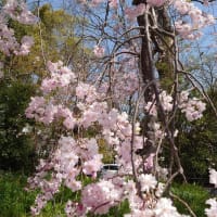 平野神社の桜