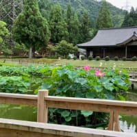 【南越前町の花はす公園】日帰りバス招待旅②2024/7/10