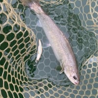 銀山、飯島さん57cm！